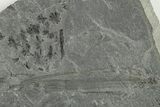 4.7" Pennsylvanian Fossil Horsetail (Annularia) Plate - Kentucky - #201613-2